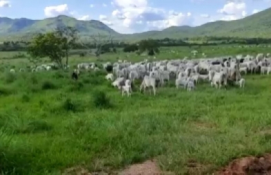 Fazenda para venda em Monte Alegre de Goiás